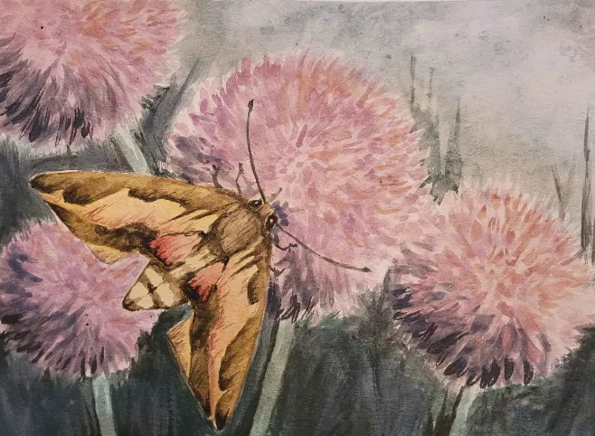 watercolor - moths